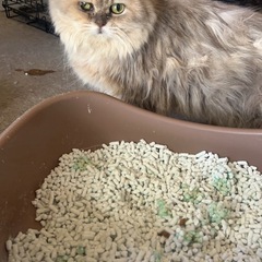 ペルシャのしおんちゃん - 猫