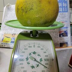 ⑦晩白柚　小ぶり665g(洗浄済、傷あり)
