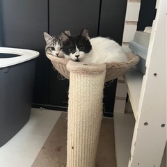 愛らしい子猫たちです♪