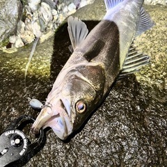 シーバスメインでやってます！！ - 朝霞市