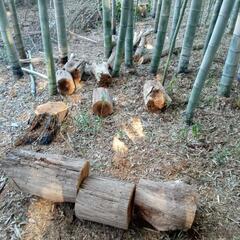 廃木の画像