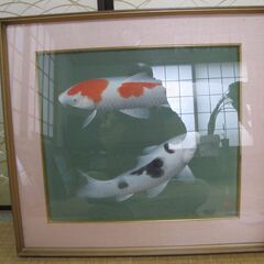 【値下げしました】鯉　