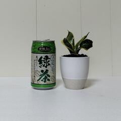 🌿サンスベリア（葉にフチあり）ハイドロカルチャー/陶器容器/観葉植物の画像