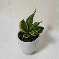 🌿サンスベリア（葉にフチあり）ハイドロカルチャー/陶器容器/観葉植物の画像