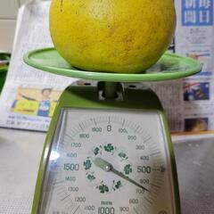 ⑧晩白柚　小ぶり645g(洗浄済、傷あり)