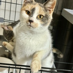 甘えん坊なパステル三毛猫ちゃん　10ヶ月 - 成田市