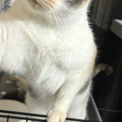 甘えん坊なパステル三毛猫ちゃん　10ヶ月 - 里親募集