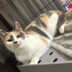 甘えん坊なパステル三毛猫ちゃん　10ヶ月 − 千葉県