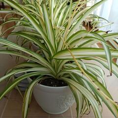 観葉植物オリヅルランの画像