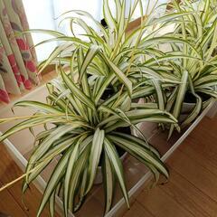 観葉植物オリヅルラン
