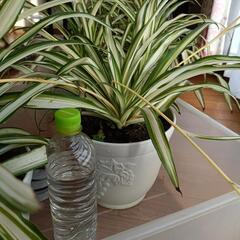 観葉植物オリヅルランの画像