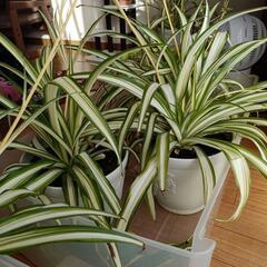 観葉植物オリヅルランの画像