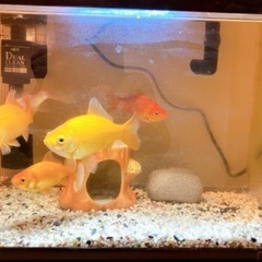 金魚5匹+水槽　譲渡します