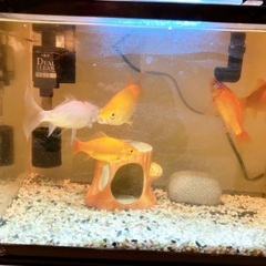 金魚5匹+水槽　譲渡しますの画像