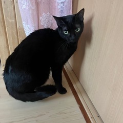 黒猫　メス　推定8ヶ月　（避妊済み）
