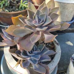 多肉植物の朧月