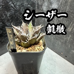 m4 アガベ チタノタ シーザー 凱撒 極上株