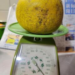 ⑨晩白柚　760g(洗浄済、傷あり)