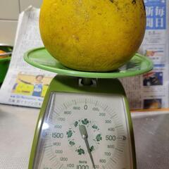 ⑩晩白柚　880g(洗浄済、傷あり)