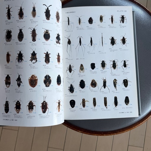 図鑑
