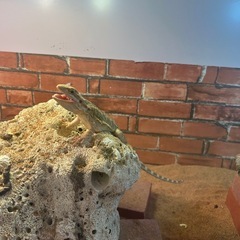 フトアゴ里親決まりました
