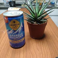 観葉植物　ハオルチア