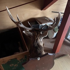 鹿の剥製