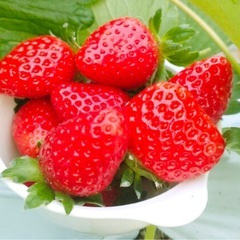 3/9(日) 苺狩り🍓＆ピザ🍕作り体験 に行きませんか(^^)
