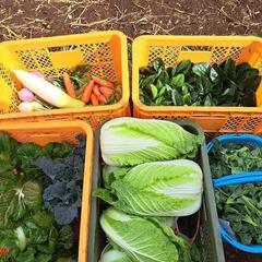 【春以降再開】選べる野菜セット