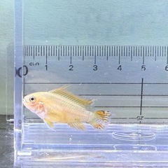 アピストグラマカカトゥオイデスゴールデン　2匹の画像