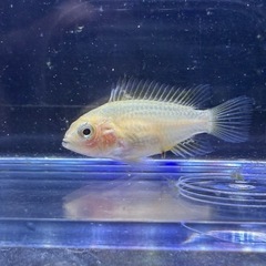 アピストグラマカカトゥオイデスゴールデン　2匹の画像