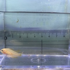アピストグラマカカトゥオイデスゴールデン　2匹の画像