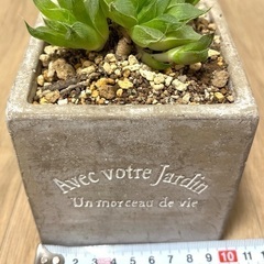 鉢ごと　多肉植物　 ハオルチア　ガーデニング　マイナスイオン　癒...