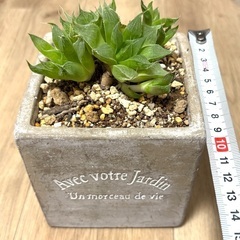 鉢ごと　多肉植物　 ハオルチア　ガーデニング　マイナスイオン　癒し　風水　おしゃれ　インテリア　リビング　寝室　ベッドルーム　勉強　オフィス　集中　可愛い　北欧　韓国の画像