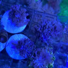 サンゴ　パクパクウミアザミ