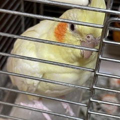 セキセイインコ　アルビノ - いわき市