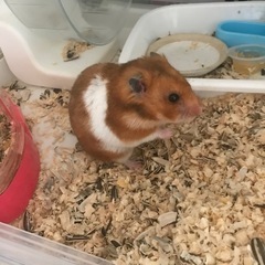 ゴールデンハムスター　メス　3ヶ月