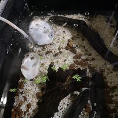 白メダカ同士交換