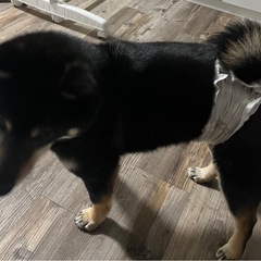 【問い合わせ多数の為一時停止します。】豆柴　 - 犬