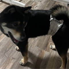 【問い合わせ多数の為一時停止します。】豆柴　 − 和歌山県