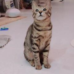 伊勢市から　トータシェル　メス　甘えん坊さん　検査やシャンプー済　不妊手術はまだできません　2025/02/15爪切りました - 猫