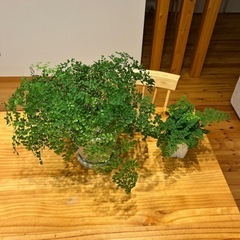 アジアンタム 2鉢セット 観葉植物