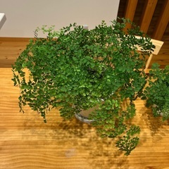 アジアンタム 2鉢セット 観葉植物の画像