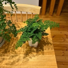 アジアンタム 2鉢セット 観葉植物の画像