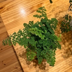 アジアンタム 2鉢セット 観葉植物の画像