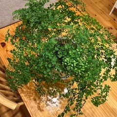 アジアンタム 2鉢セット 観葉植物の画像