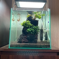 (譲ります)淡水熱帯魚各種、レイアウト素材、水草の画像