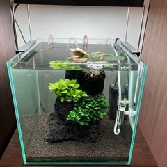 (譲ります)淡水熱帯魚各種、レイアウト素材、水草の画像