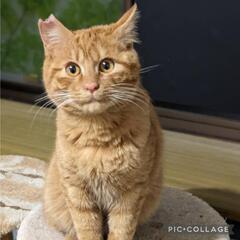 丸顔のアメ柄の茶トラ★4ヶ月