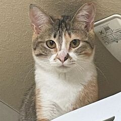 【トライアル決定】多頭飼い崩壊から救出した三毛猫　1歳未満のメス - 横浜市
